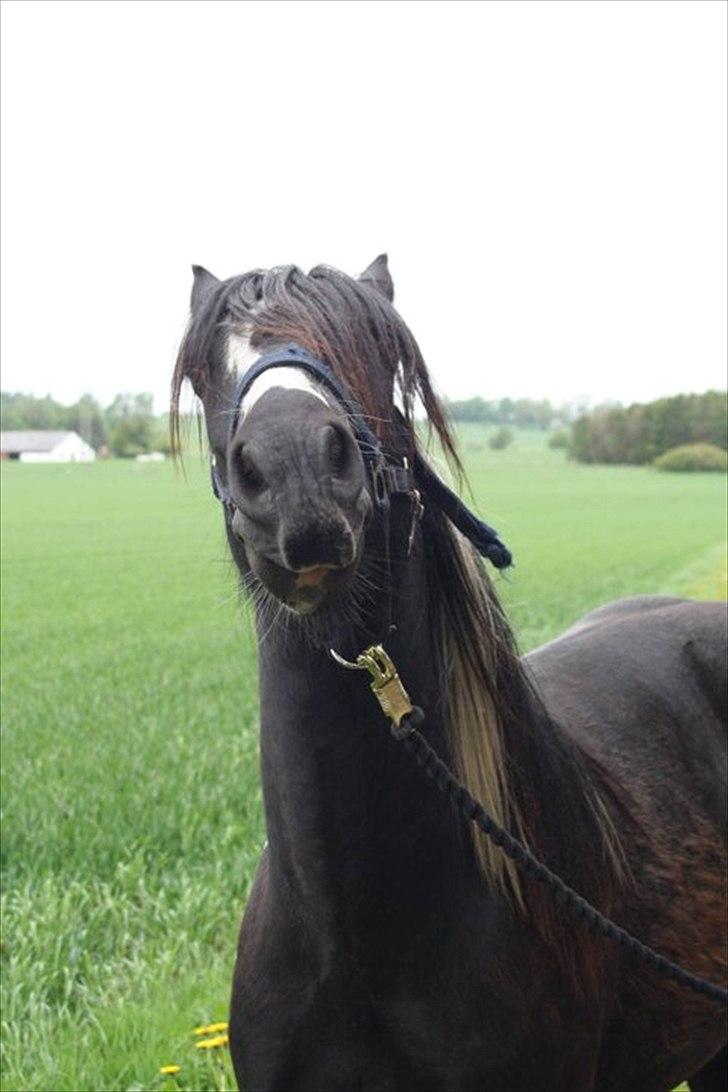 Irish Cob Sir Kalahan ( KALLE ) - Så fin kalle var. Man kunne da ikke anden end at falde for ham. 2. gang jeg var ude og se ham. billede 7