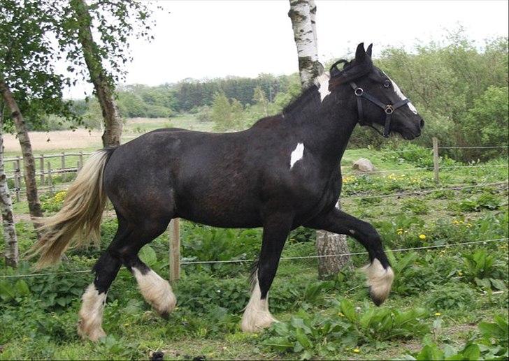 Irish Cob Sir Kalahan ( KALLE ) - Kalles dejlige trav. 2. gang jeg var ude og se ham.  billede 9