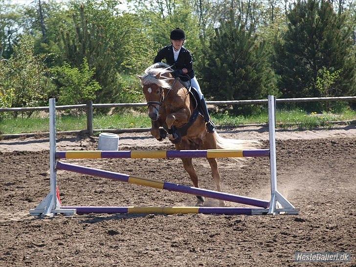 Haflinger Almbue D - Almbue i en LD :)<33 billede 1