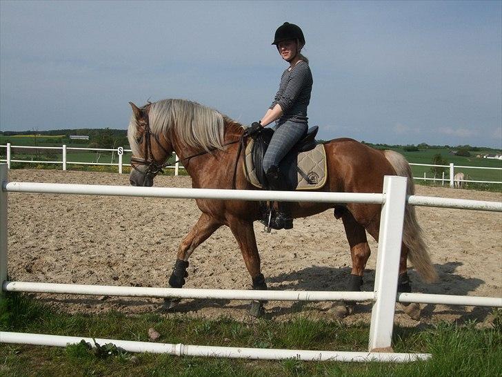 Haflinger Almbue D - Trav igen:D<33 billede 5