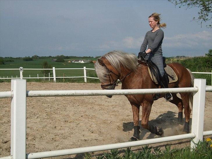 Haflinger Almbue D - super billeder af mig og Almbue D :) billede 6
