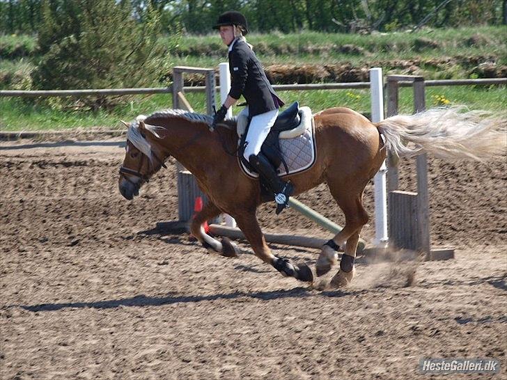 Haflinger Almbue D - jeg ved ikke hvad jeg laver :) billede 8