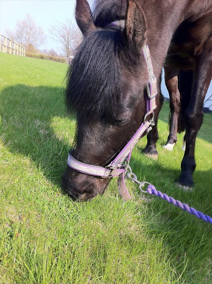 Anden særlig race Tulle billede 4