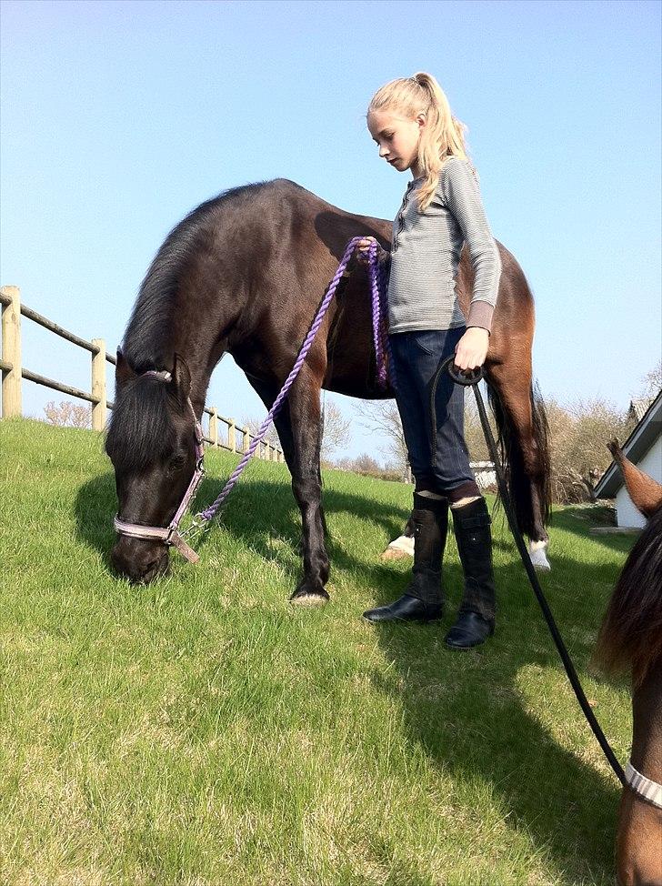 Anden særlig race Tulle billede 5