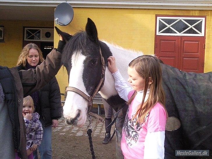 Anden særlig race gipsy (solgt) billede 1