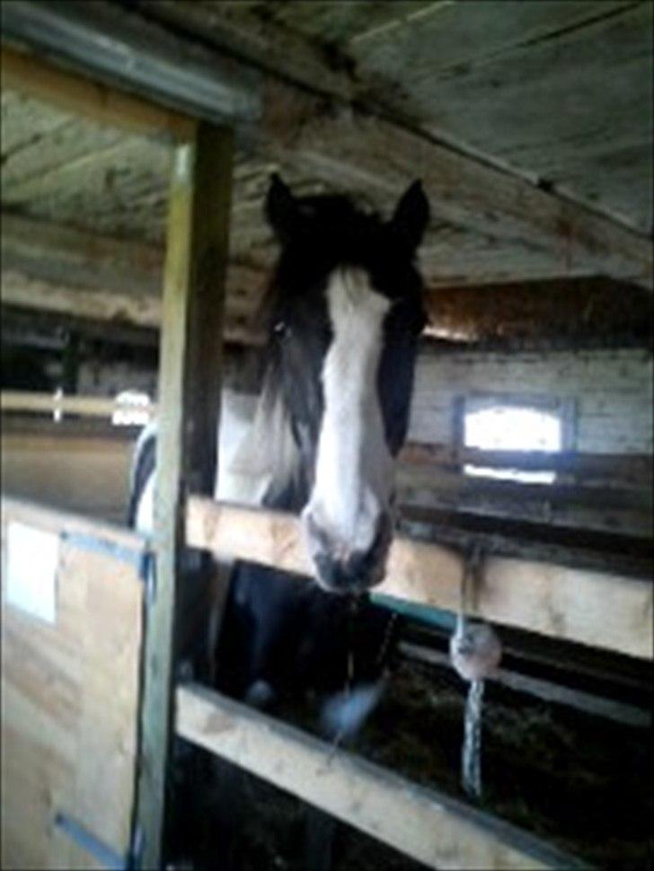 Anden særlig race gipsy (solgt) billede 2