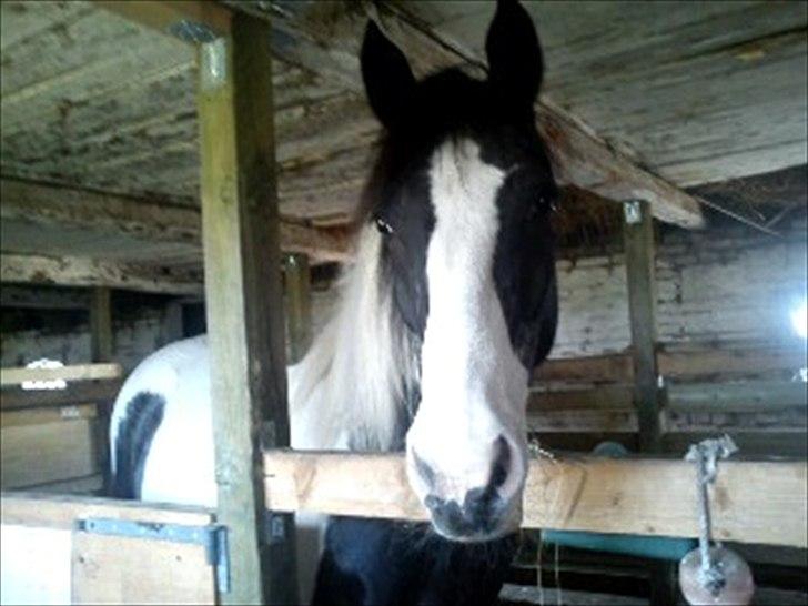 Anden særlig race gipsy (solgt) billede 3
