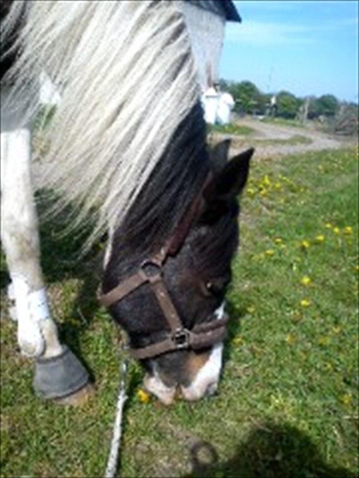 Anden særlig race gipsy (solgt) billede 4