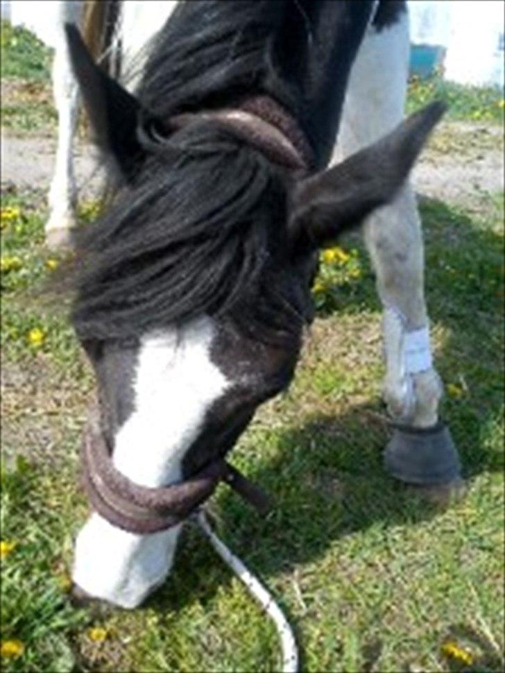 Anden særlig race gipsy (solgt) billede 5