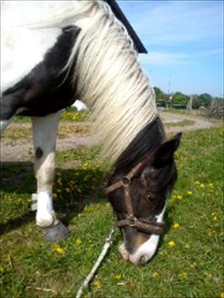 Anden særlig race gipsy (solgt) billede 6