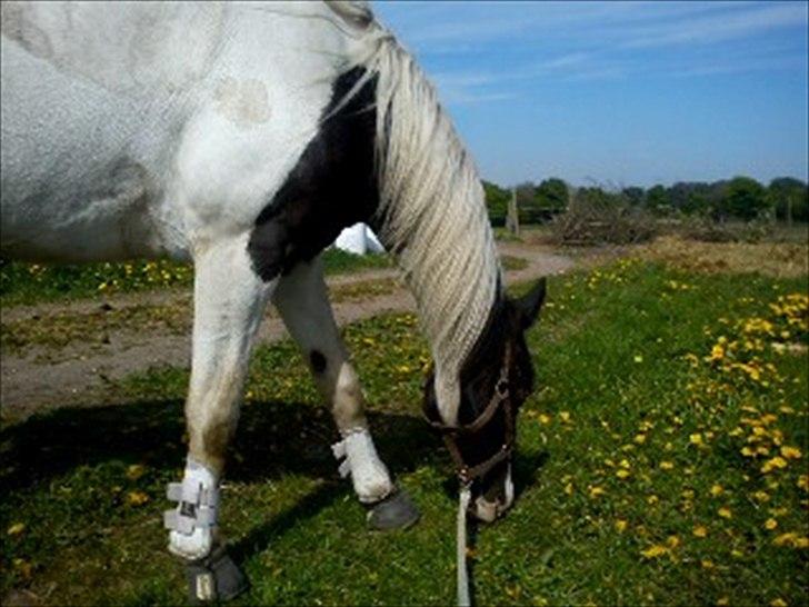 Anden særlig race gipsy (solgt) billede 7