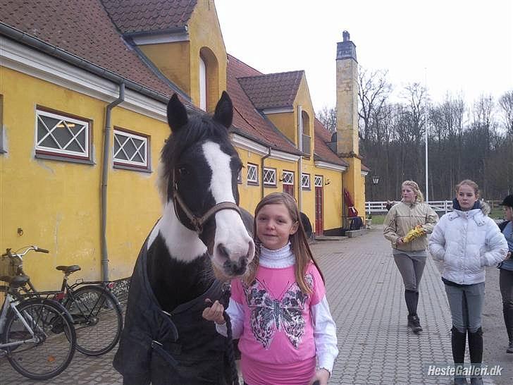 Anden særlig race gipsy (solgt) billede 8