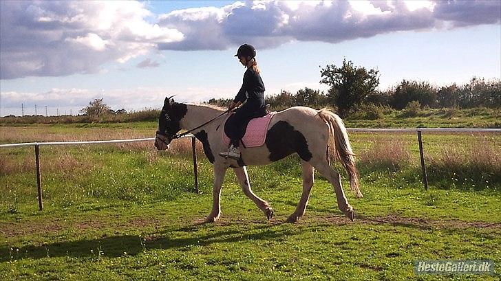 Anden særlig race gipsy (solgt) billede 9