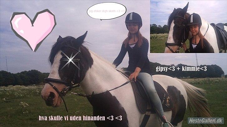 Anden særlig race gipsy (solgt) billede 10