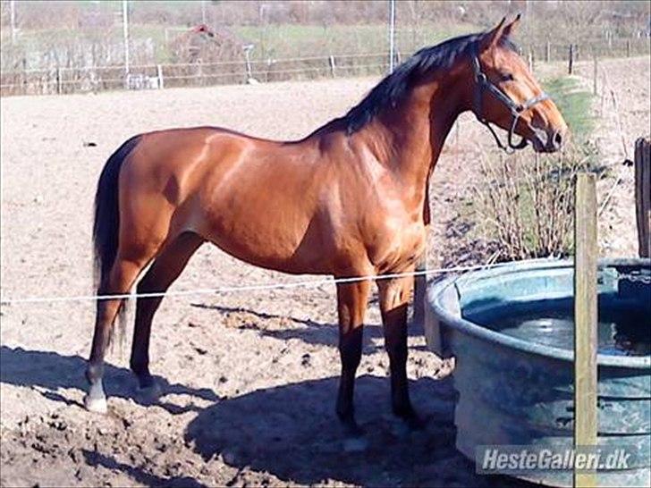 Dansk Varmblod Christianelunds Hector billede 2