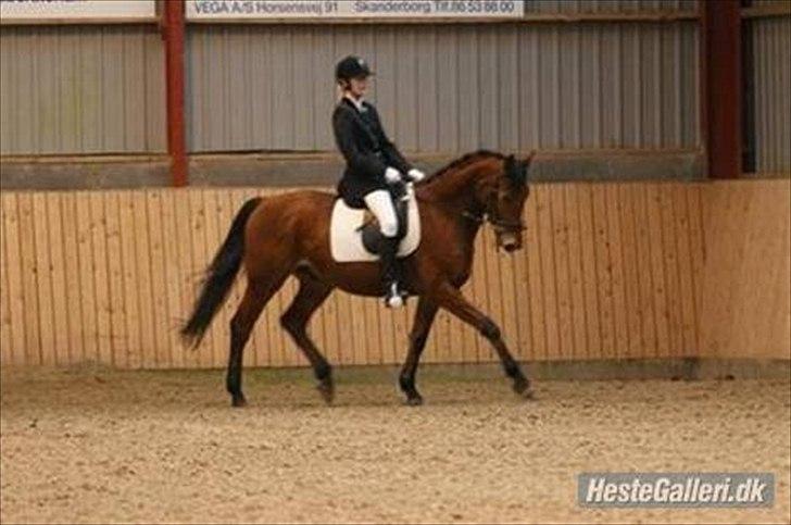 Dansk Varmblod Christianelunds Hector billede 3