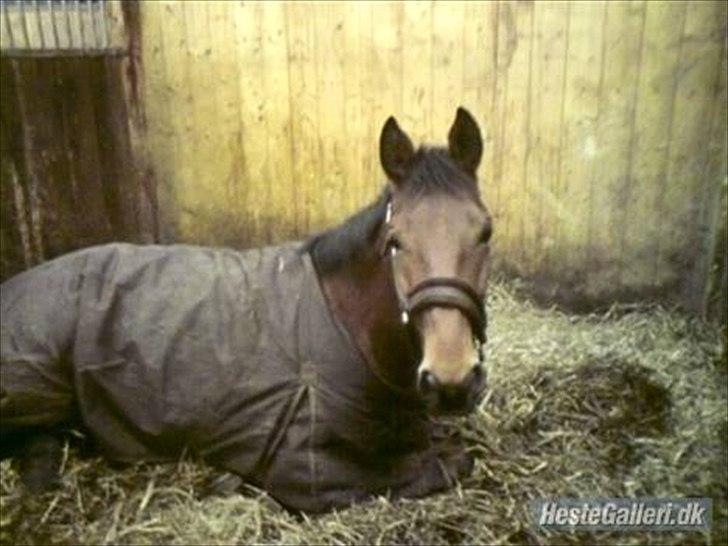 Dansk Varmblod Christianelunds Hector billede 4