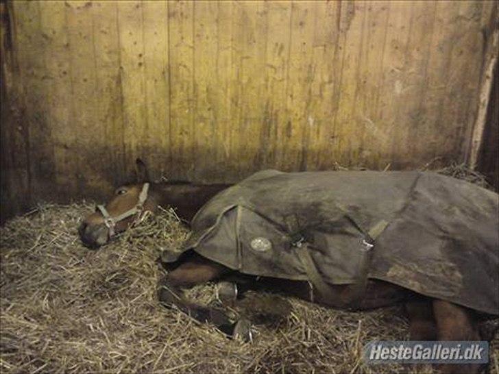 Dansk Varmblod Christianelunds Hector billede 5