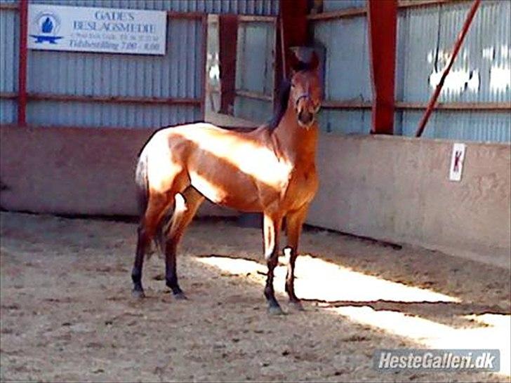 Dansk Varmblod Christianelunds Hector billede 6