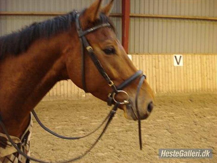 Dansk Varmblod Christianelunds Hector billede 8