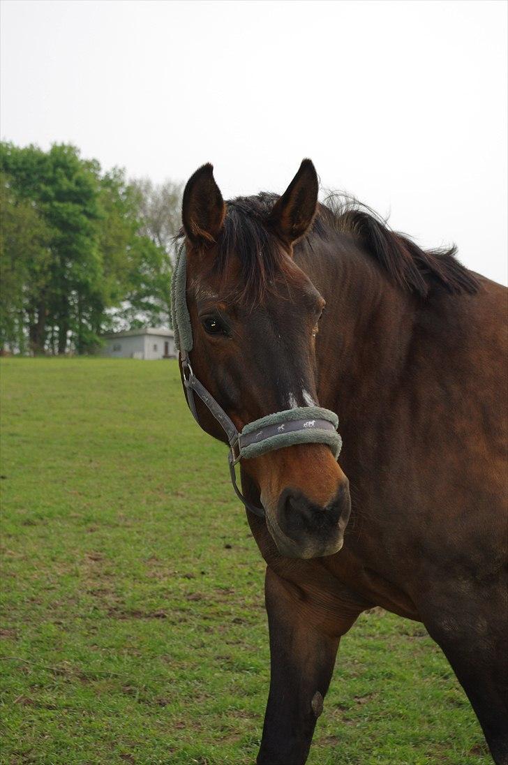Anden særlig race Amanda - Lånehest billede 8