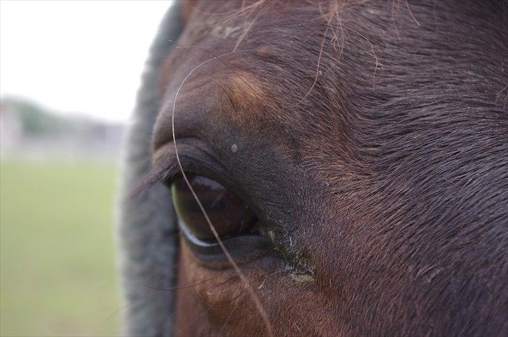 Anden særlig race Amanda - Lånehest billede 9