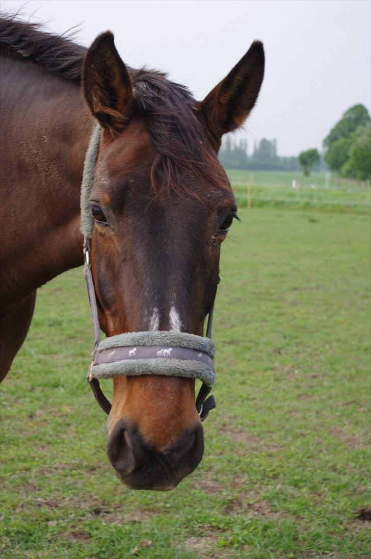 Anden særlig race Amanda - Lånehest billede 10