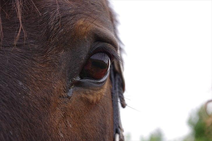 Anden særlig race Amanda - Lånehest billede 13
