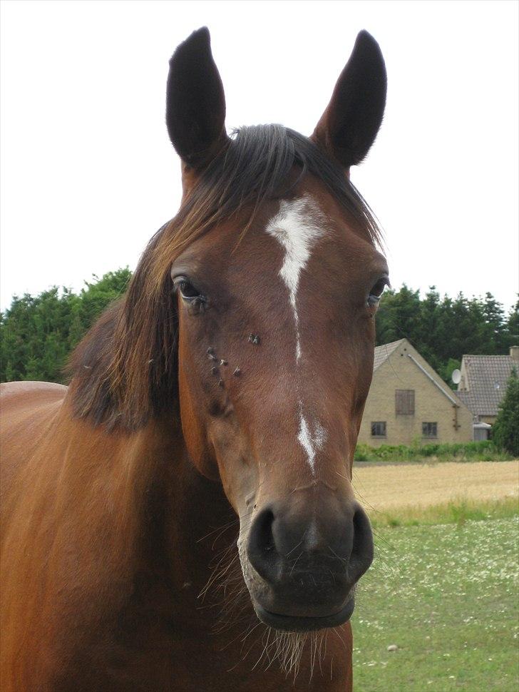 Traver Here To Stay billede 18