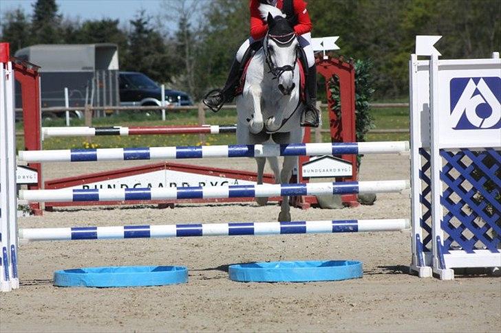 New Forest Odbjergs Izara 'A-pony' - Middelfart 2011 MA billede 17