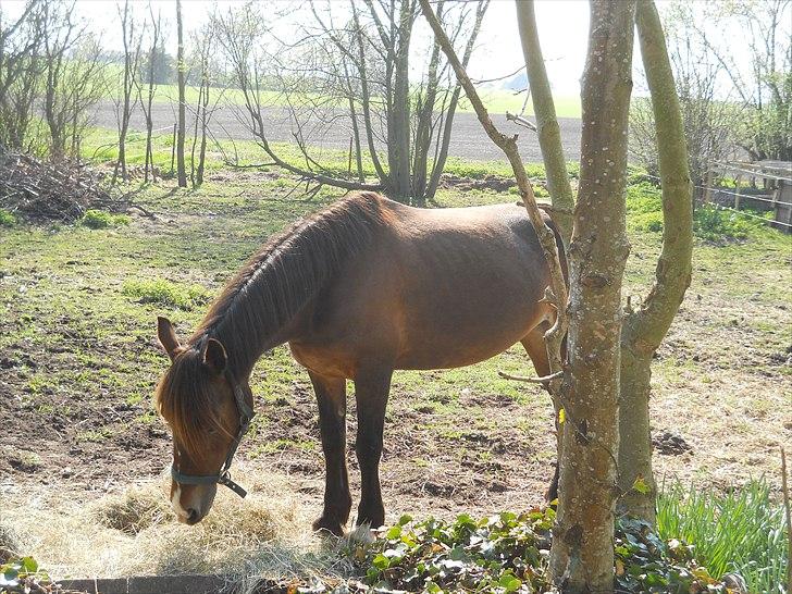 Welsh Cob (sec D) Fjordglimt KilKenny billede 6