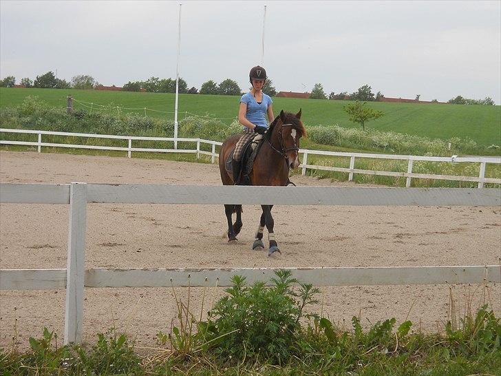 Welsh Cob (sec D) Fjordglimt KilKenny billede 7