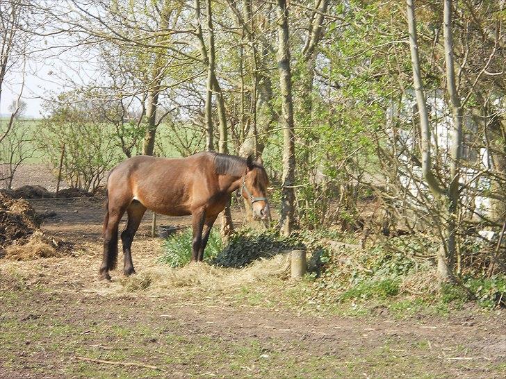 Welsh Cob (sec D) Fjordglimt KilKenny billede 8