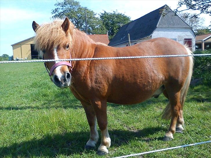 Anden særlig race Mini Max - Tykke pony xD-.-  Han er igang med en seriøs slankekur! billede 2