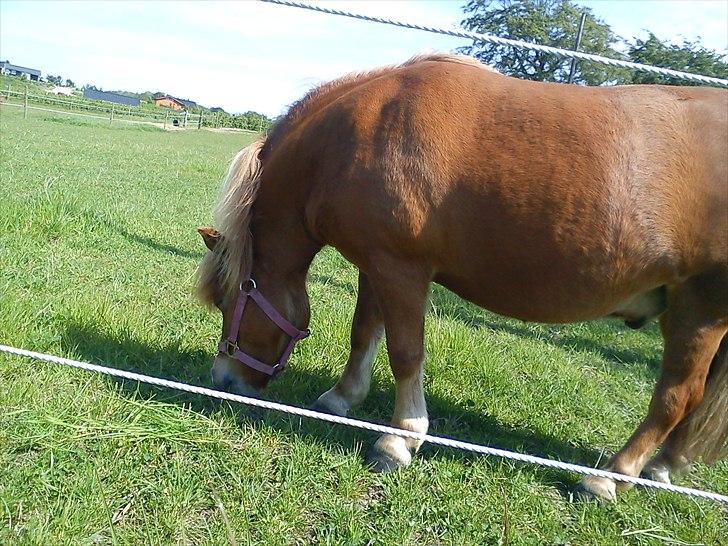 Anden særlig race Mini Max - Mini Max i færd med sin ynglins beskæftigelse: AT ÆDE! billede 12