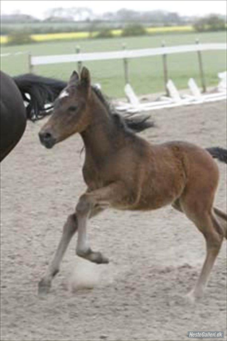 New Forest Holmens Sir Bastian - Bastian med sin mor til hingst - også kom Ridehesten Junior forbi :) billede 7