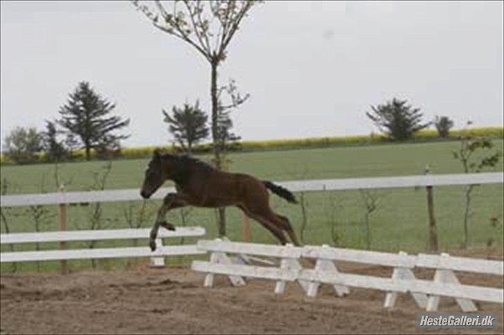 New Forest Holmens Sir Bastian - Bastian med sin mor til hingst - også kom Ridehesten Junior forbi :) billede 9