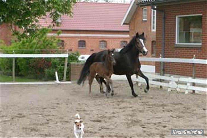 New Forest Holmens Sir Bastian - Bastian med sin mor til hingst - også kom Ridehesten Junior forbi :) billede 10