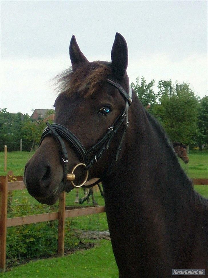 New Forest Holmens Sir Bastian billede 11