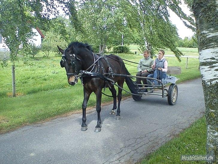 New Forest Holmens Sir Bastian - Da Bastian blev tilkørt 2011 billede 12