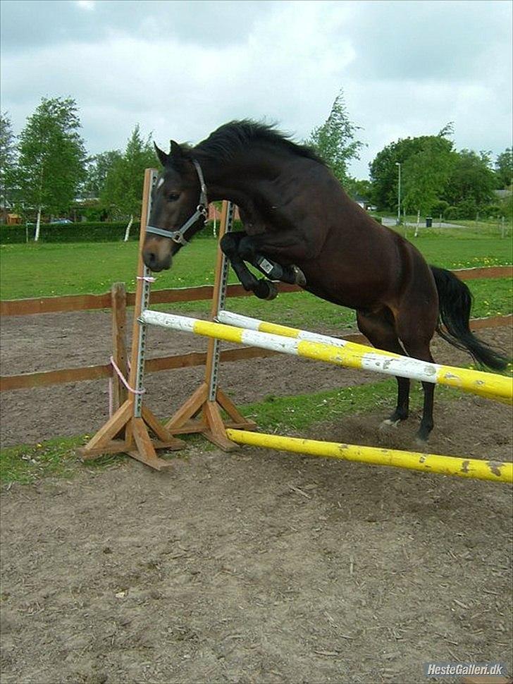 New Forest Holmens Sir Bastian - Løsspring 2011 billede 14