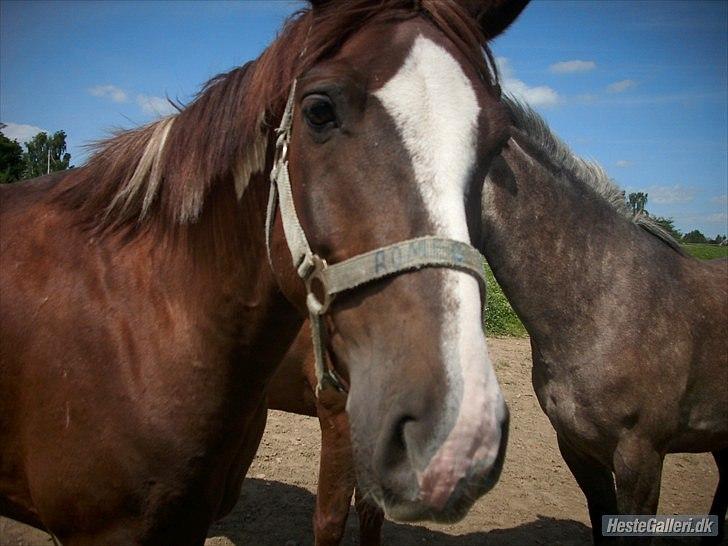 Anden særlig race Romeo billede 1