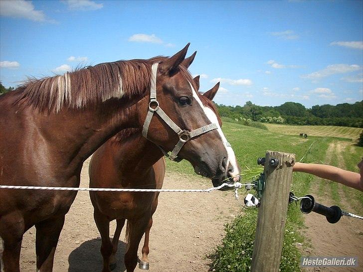 Anden særlig race Romeo billede 3