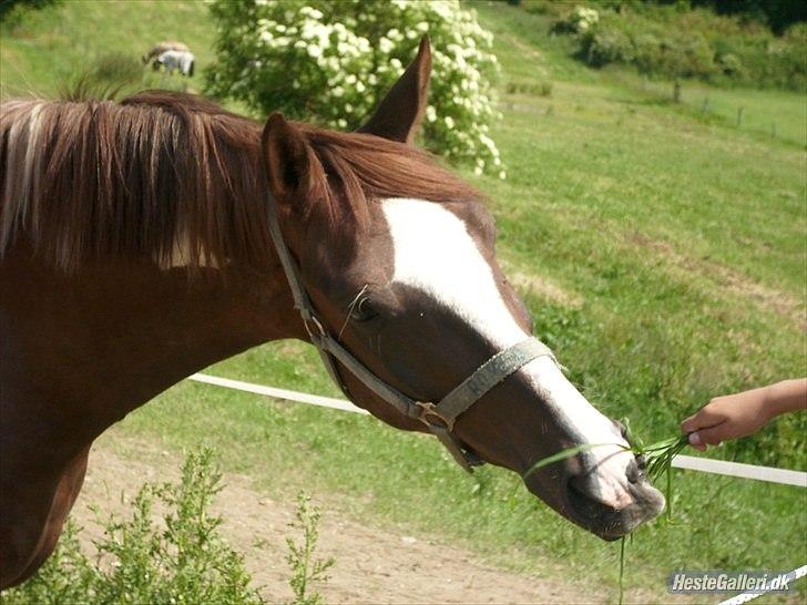 Anden særlig race Romeo billede 13