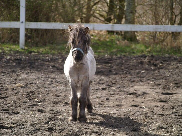 Anden særlig race Følle*solgt* billede 2