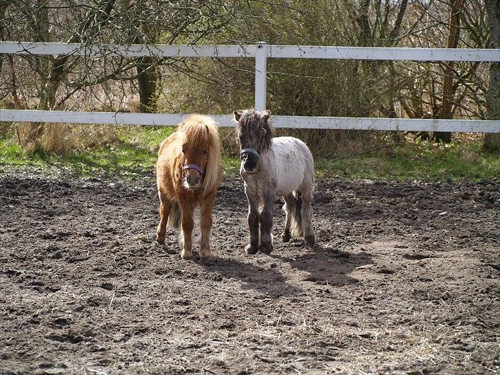 Anden særlig race Følle*solgt* billede 3
