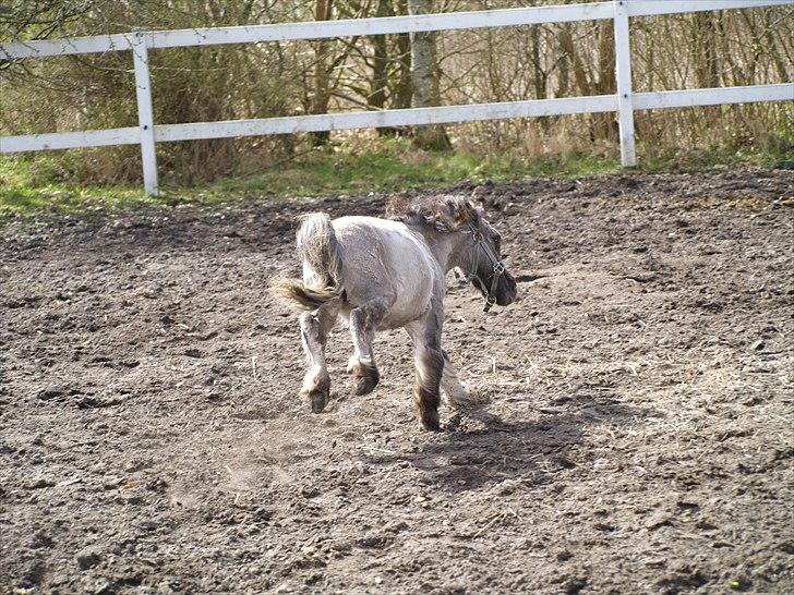 Anden særlig race Følle*solgt* billede 4