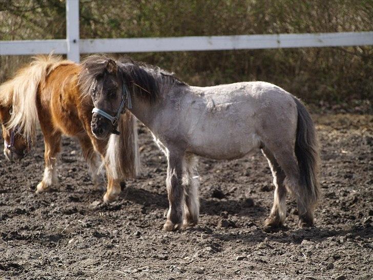 Anden særlig race Følle*solgt* billede 5
