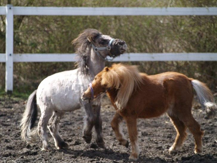 Anden særlig race Følle*solgt* billede 6
