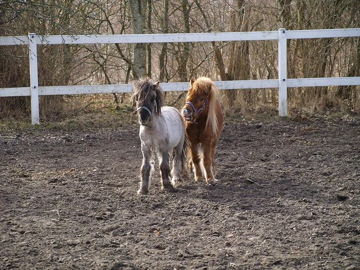 Anden særlig race Følle*solgt* billede 7